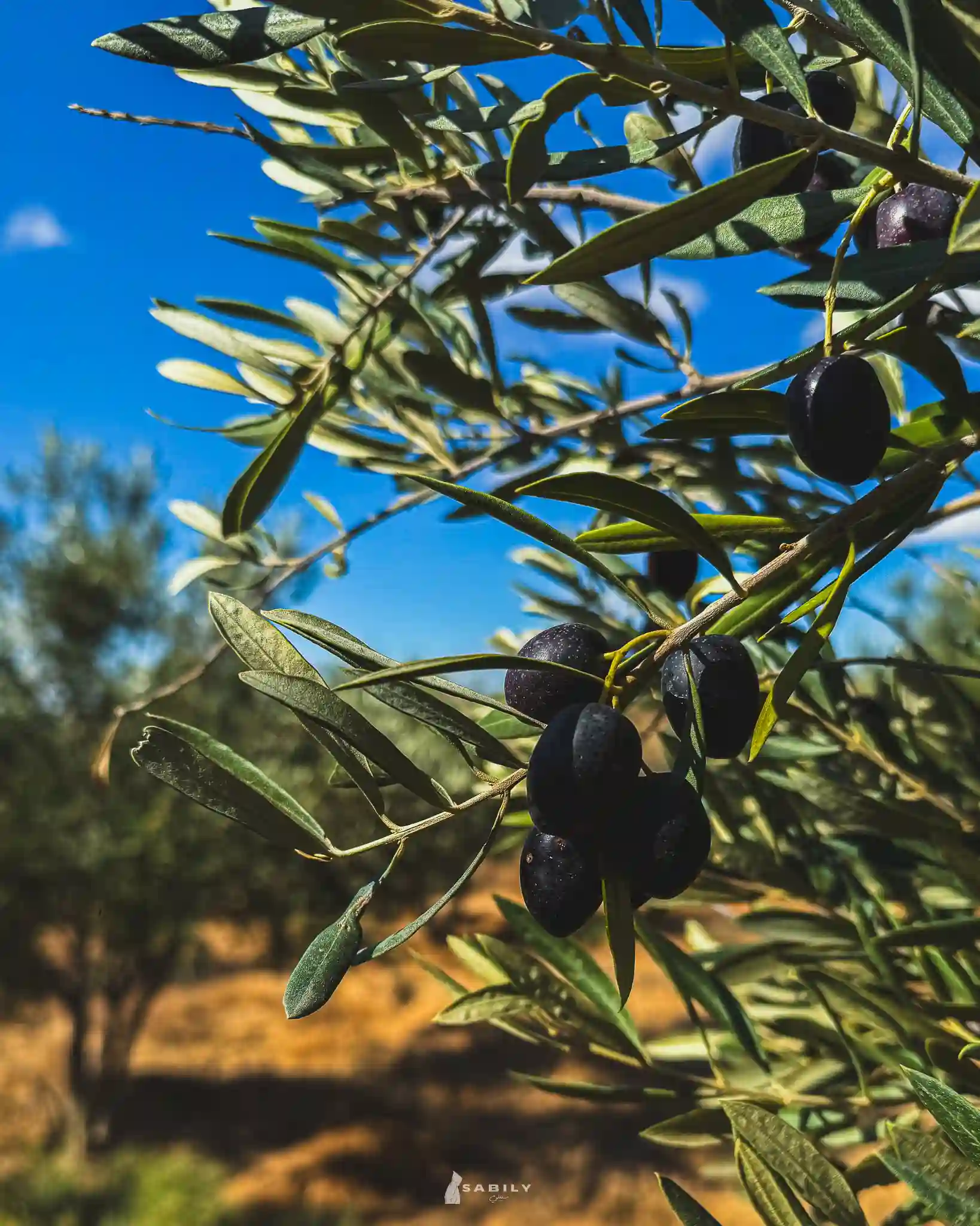Huile D’olive De Taza : Artisanale, Pressée À La Pierre 1 Olives Noires Et Vertes De La Province De Taza Prêtes À Être Pressées