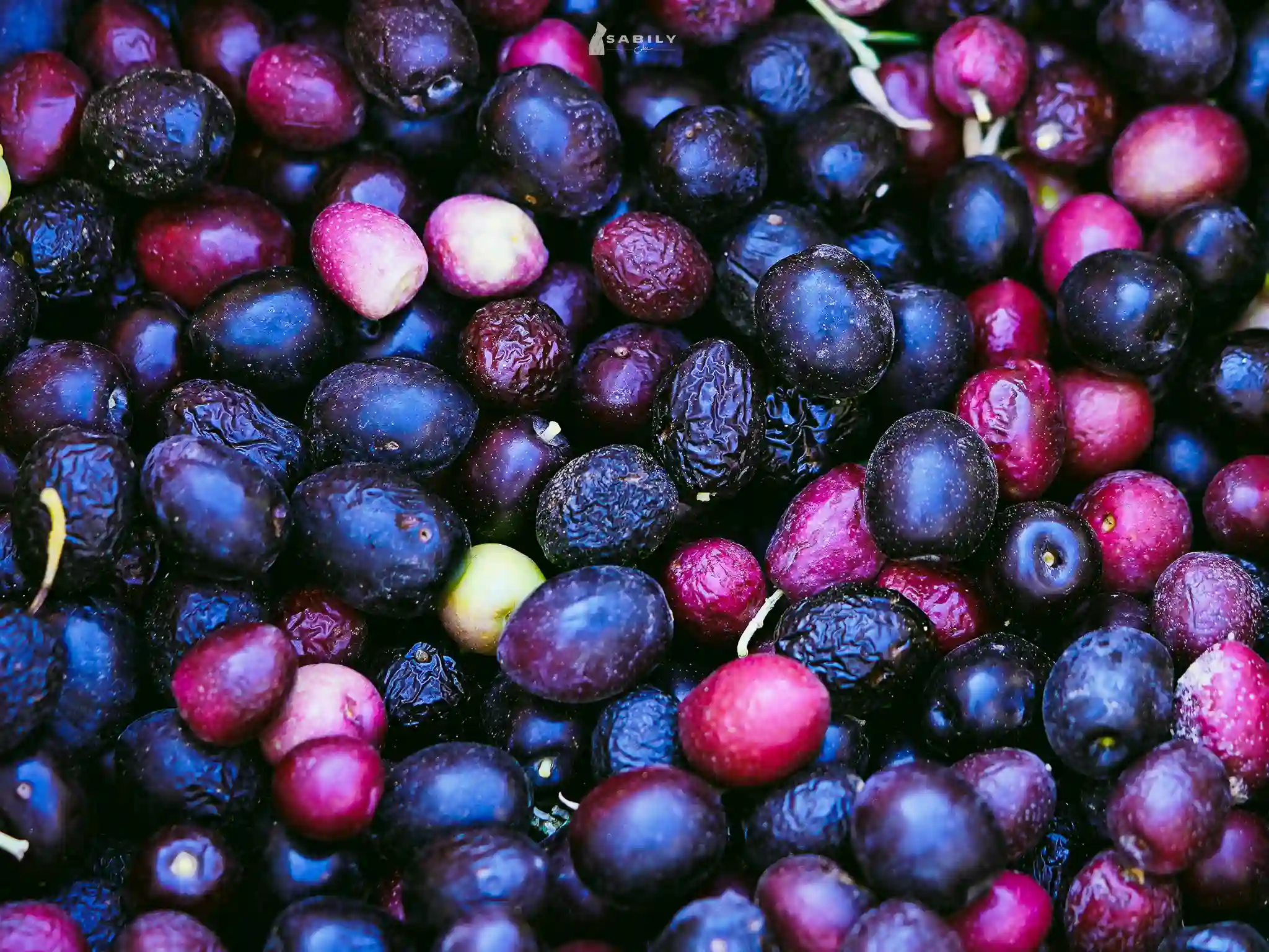 Huile D'olive Bio Huile D'olive Pressée A L'ancienne Avec Des Olives Récoltés À La Main